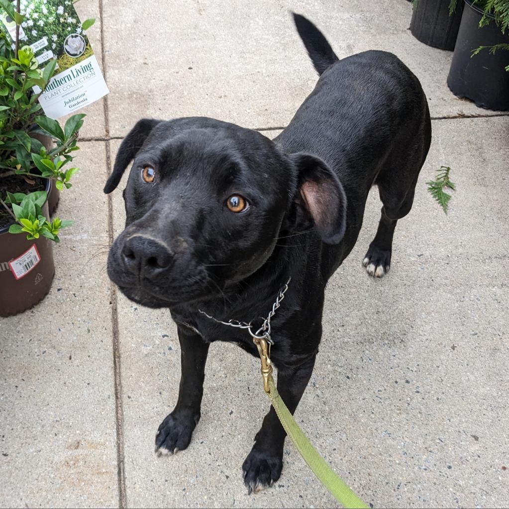 Enlarge Ame, a Adoptable mixed breed in Lenoir, NC image 4/6