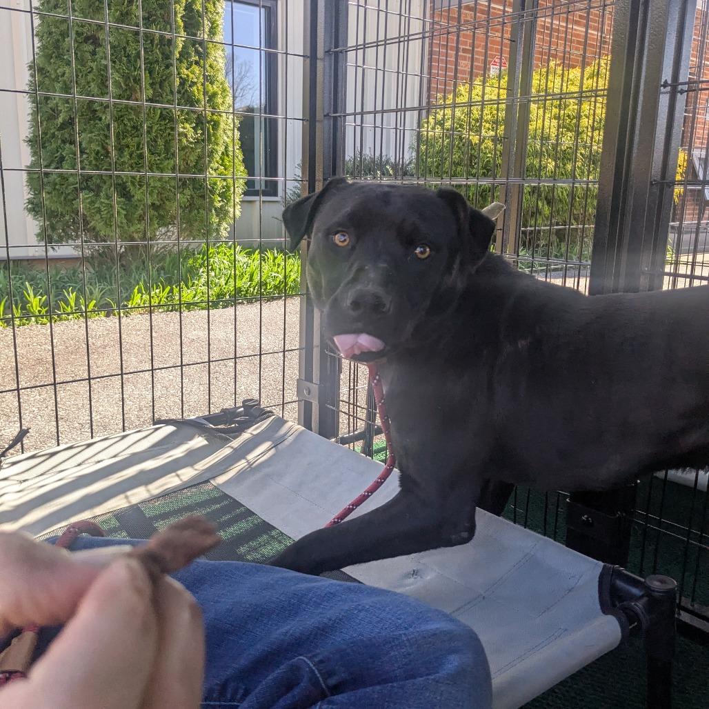 Enlarge Ame, a Adoptable mixed breed in Lenoir, NC image 4/6