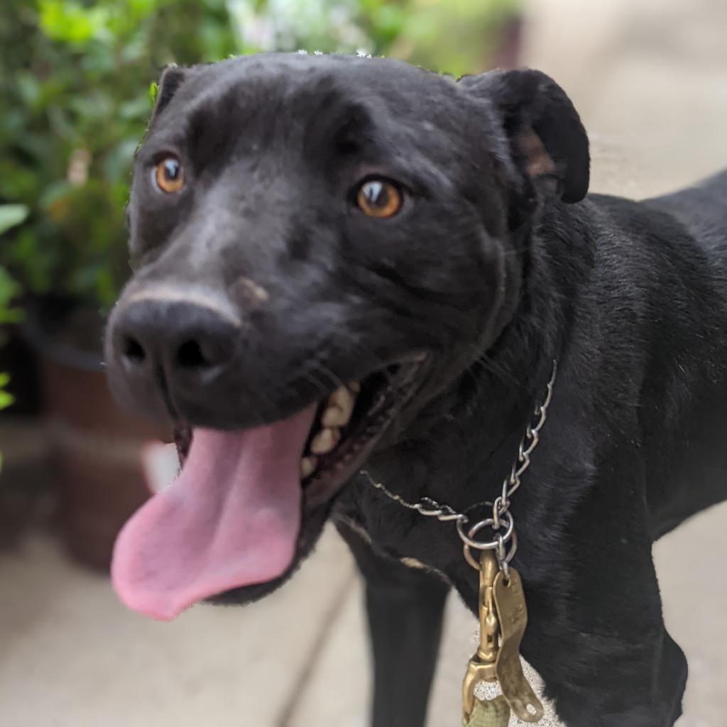 Enlarge Ame, a Adoptable mixed breed in Lenoir, NC image 5/6