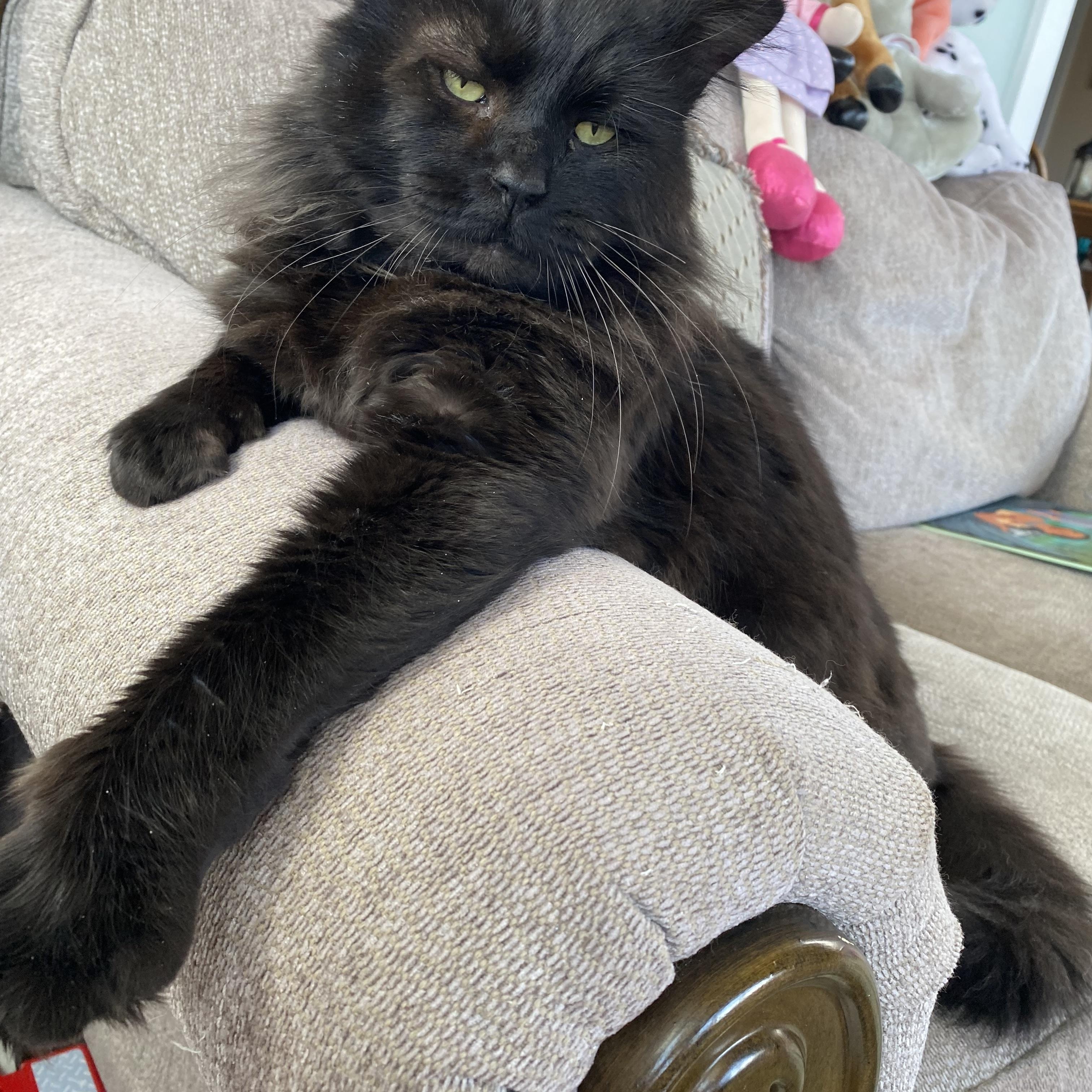 Enlarge Raven, an adopted Maine Coon in Salem, NH image 3/3