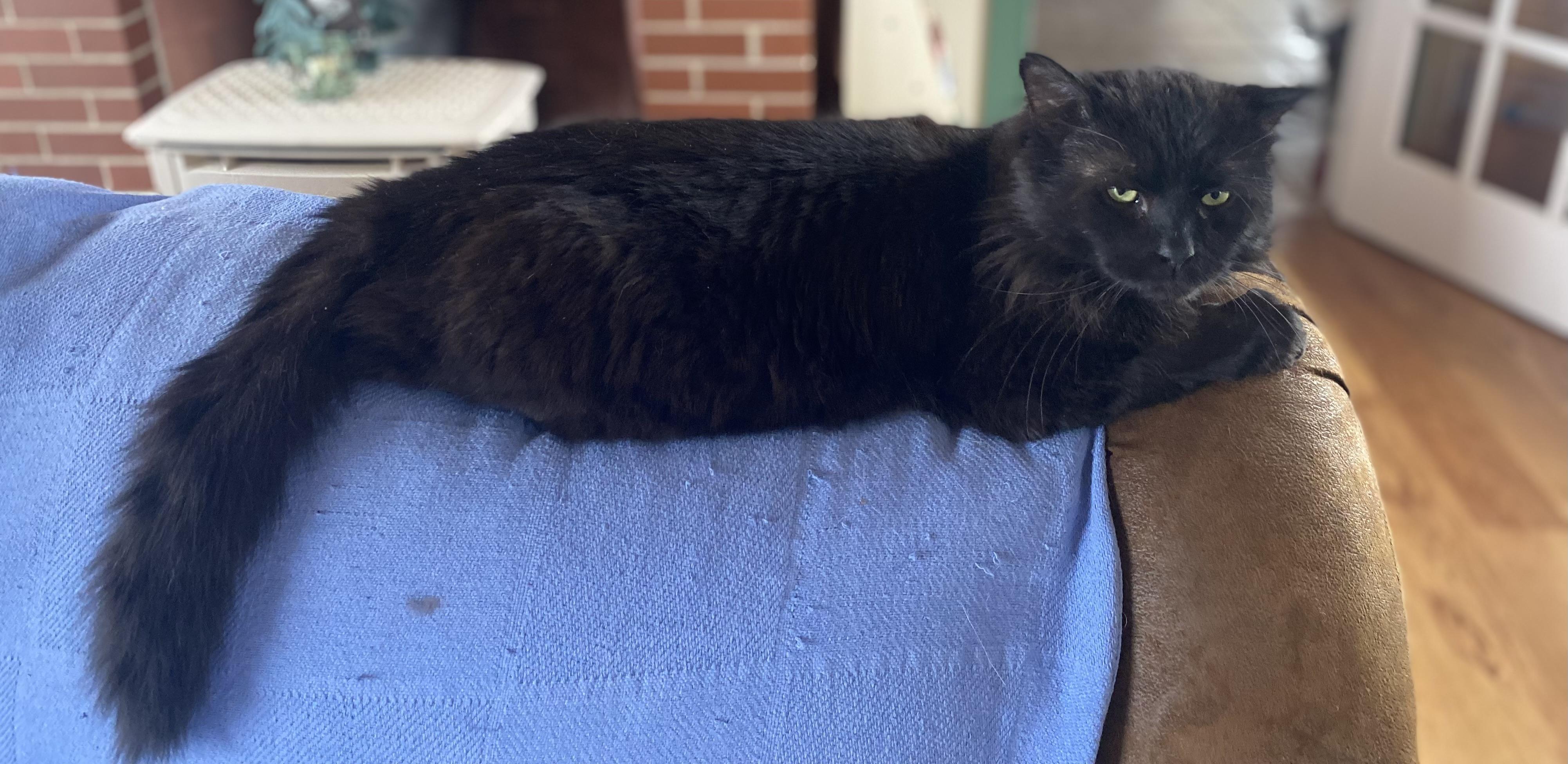 Enlarge Raven, an adopted Maine Coon in Salem, NH image 2/3