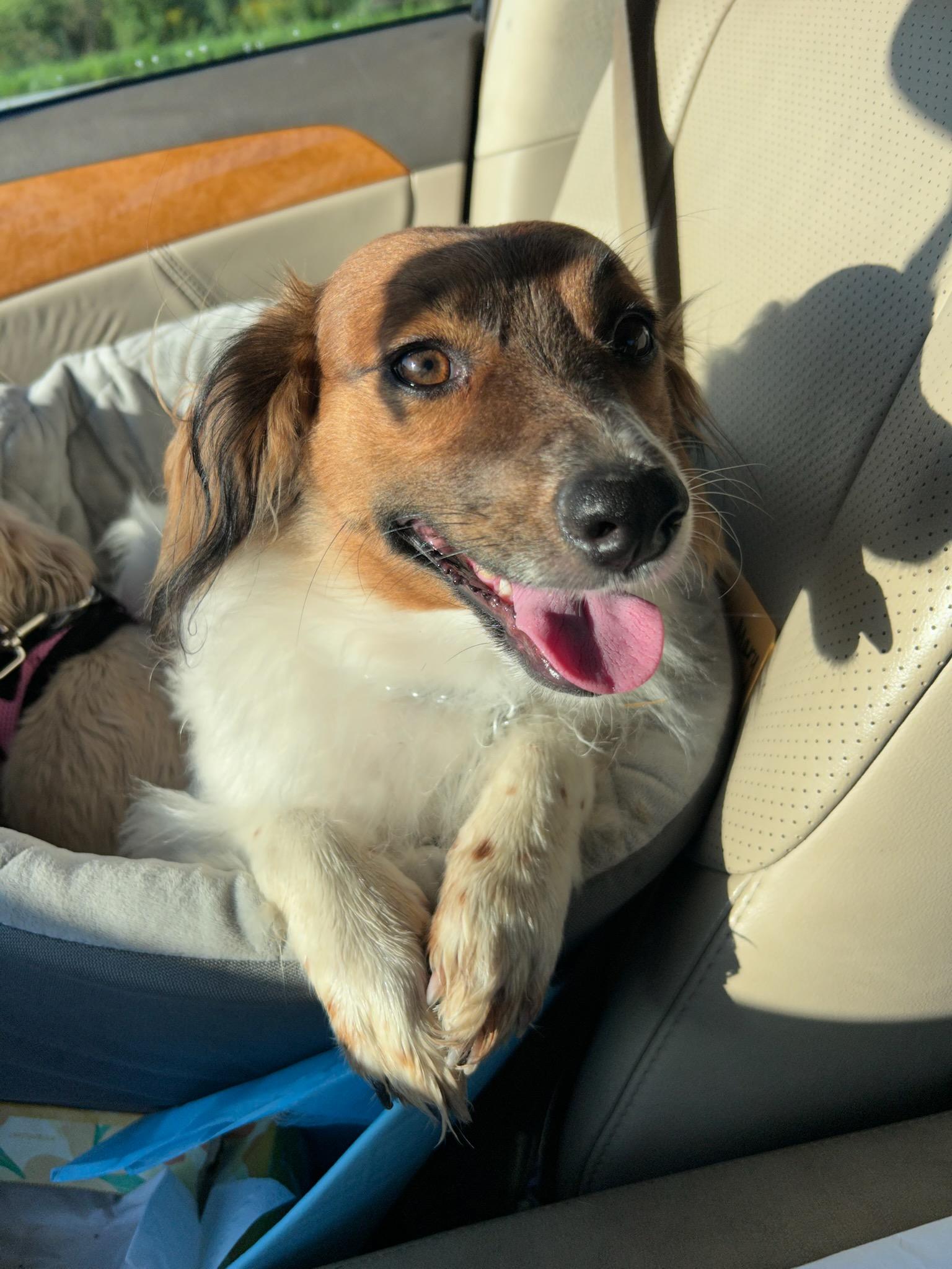 Mary- in Maine, Adoptable, Young Female Terrier.
