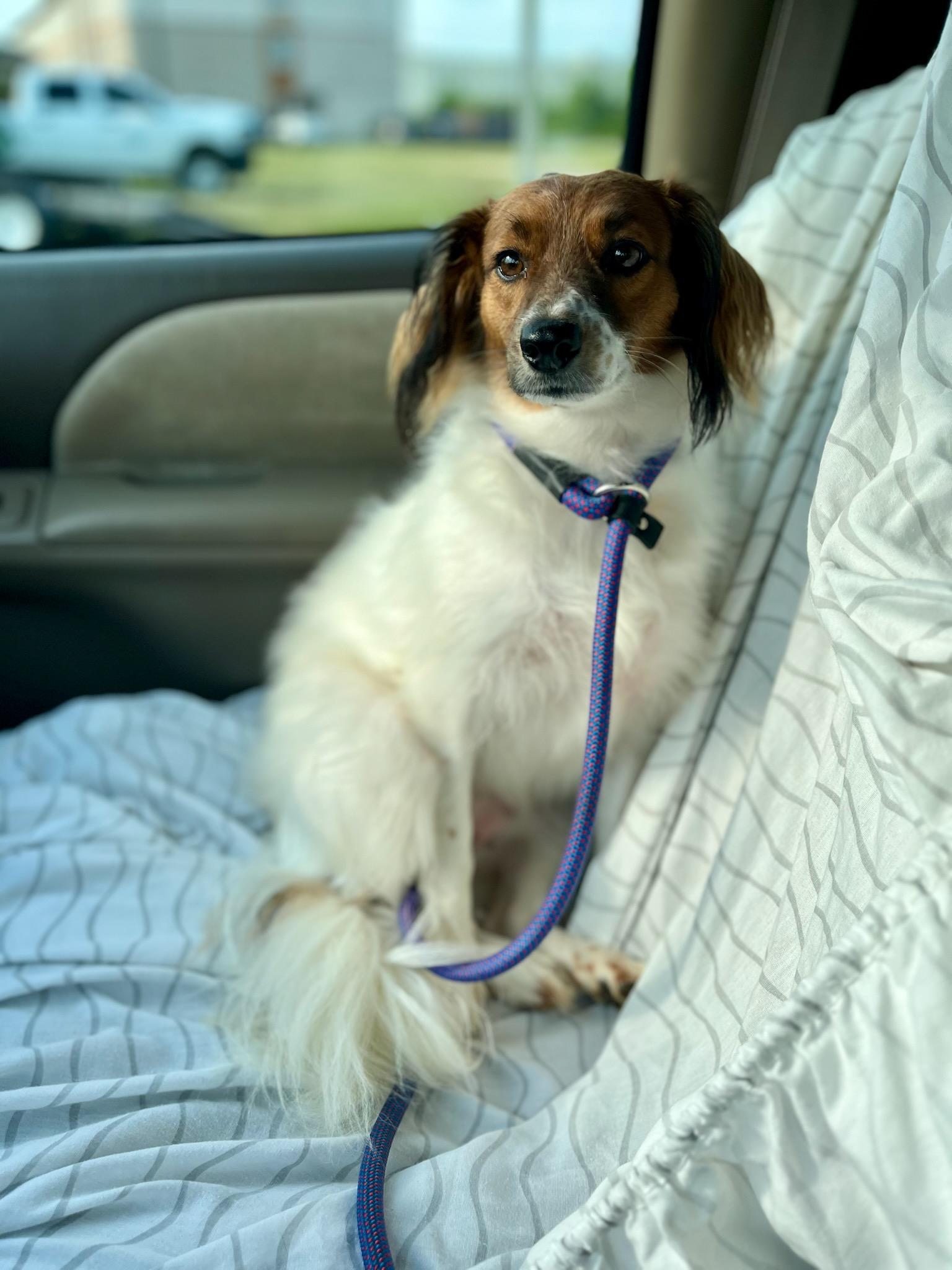 Enlarge Mary- in Maine, a Adoptable mixed breed in Kennebunkport, ME image 3/4