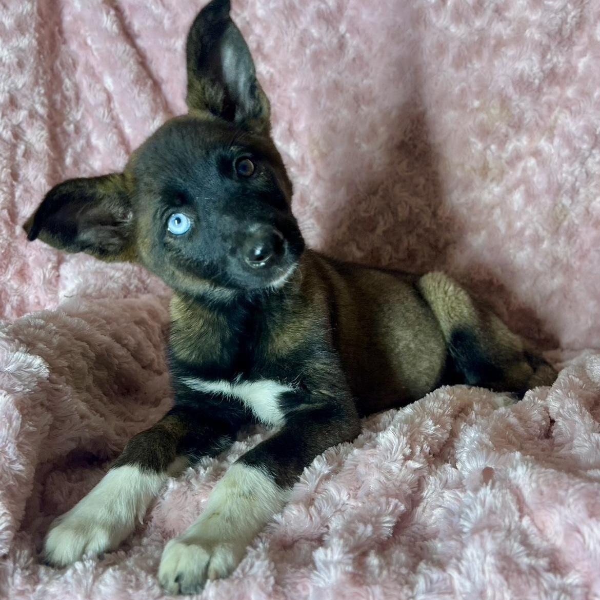 Madame Zeroni, Baby Female Shepherd