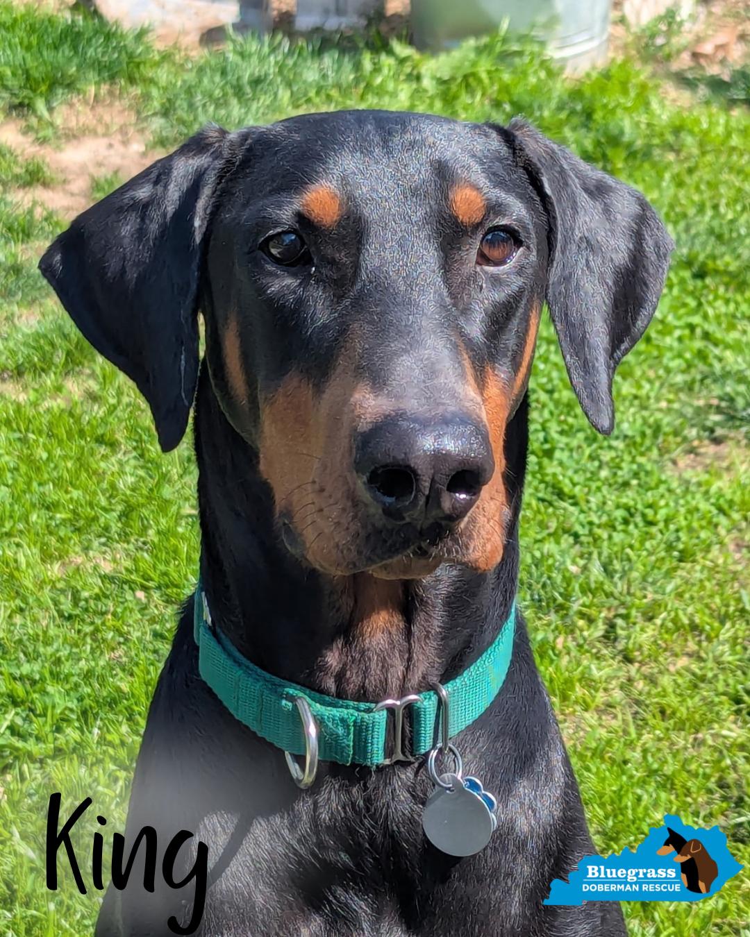 Enlarge King, a ADOPTABLE Doberman Pinscher in Louisville, KY image 1/4