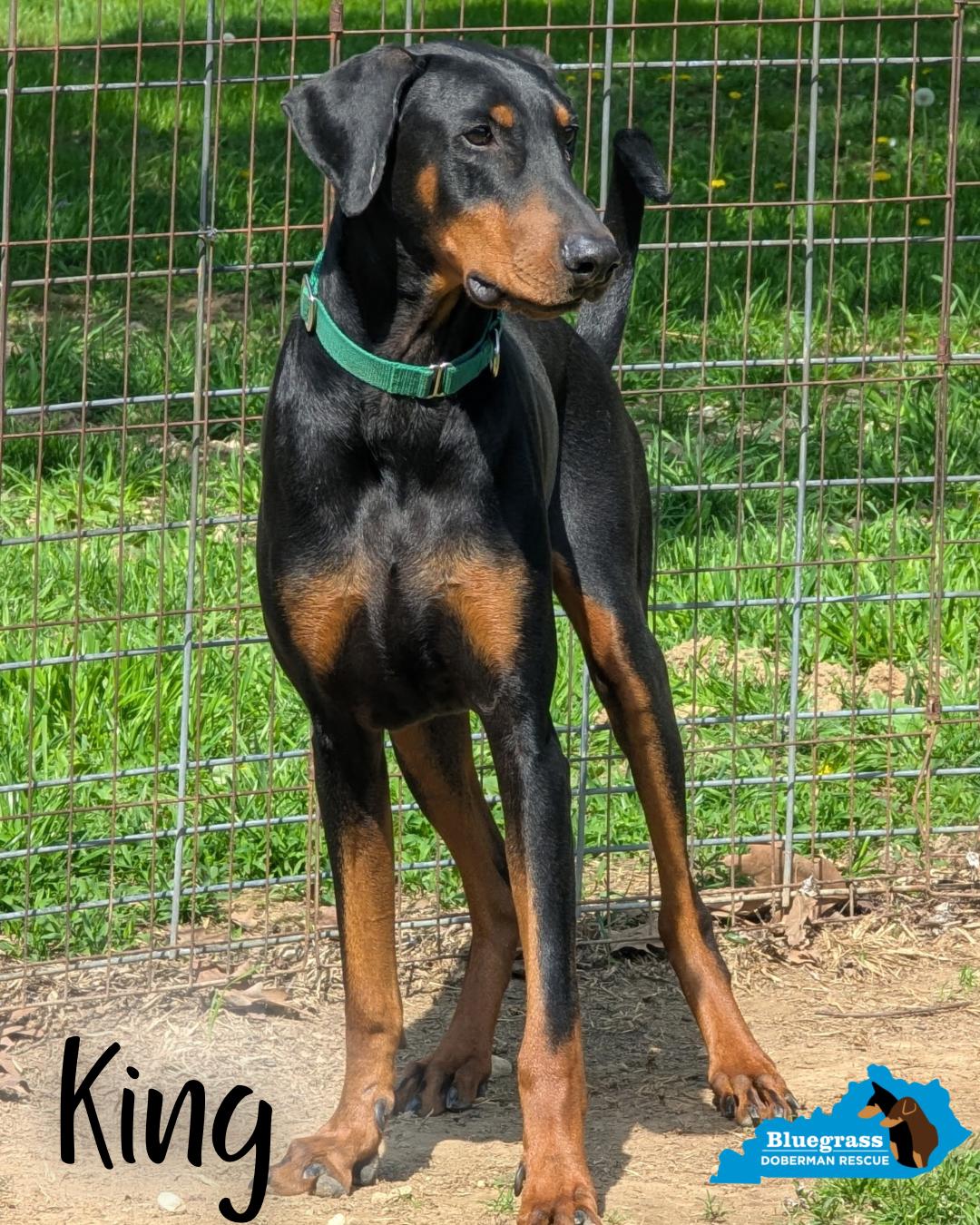 Enlarge King, a ADOPTABLE Doberman Pinscher in Louisville, KY image 3/4