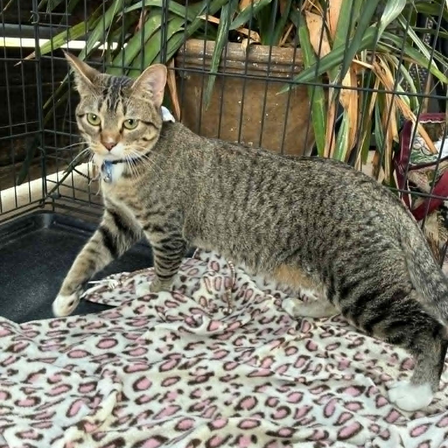 Pickle, ADOPTABLE, Young Female Domestic Short Hair.
