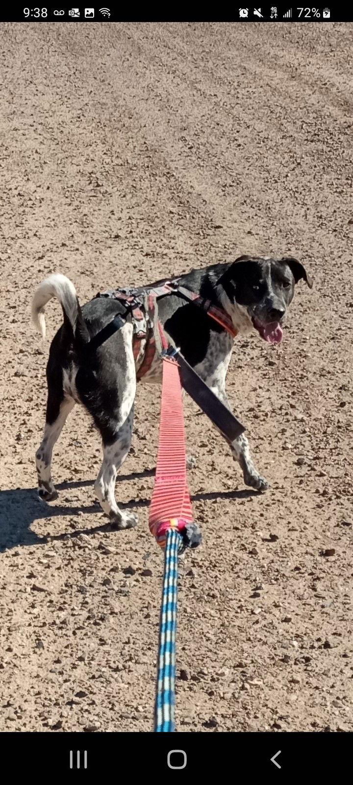 HANS, Adoptable, Young Male Australian Cattle Dog / Blue Heeler.