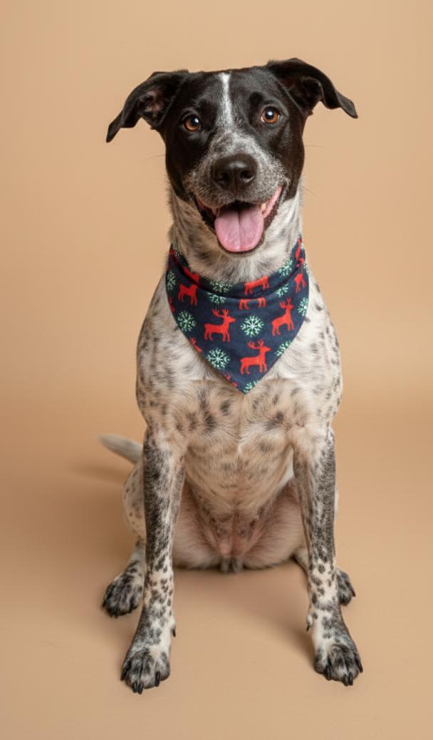 Enlarge HANS, a Adoptable Australian Cattle Dog / Blue Heeler in Chandler, AZ image 1/3