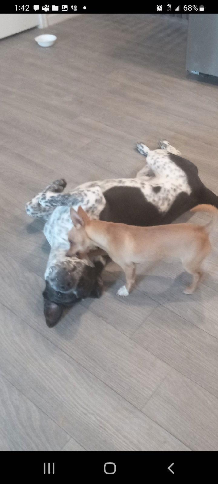 HANS, Adoptable, Young Male Australian Cattle Dog / Blue Heeler.