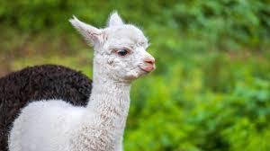 Enlarge Honey- not for adoption multi loc, a Adoptable Llama in Gray Summit, MO image 1/1