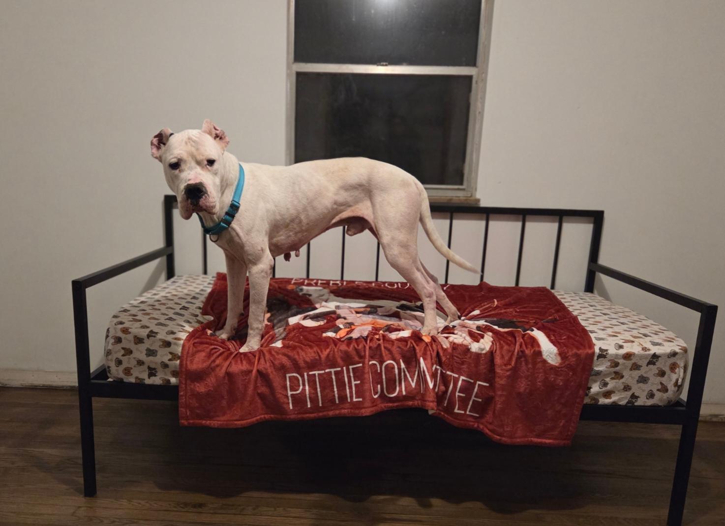 Enlarge Duke, a ADOPTABLE Dogo Argentino in Camden, OH image 1/2