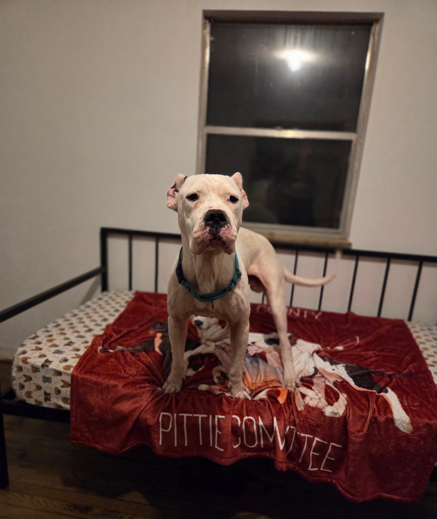 Enlarge Duke, a ADOPTABLE Dogo Argentino in Camden, OH image 2/2