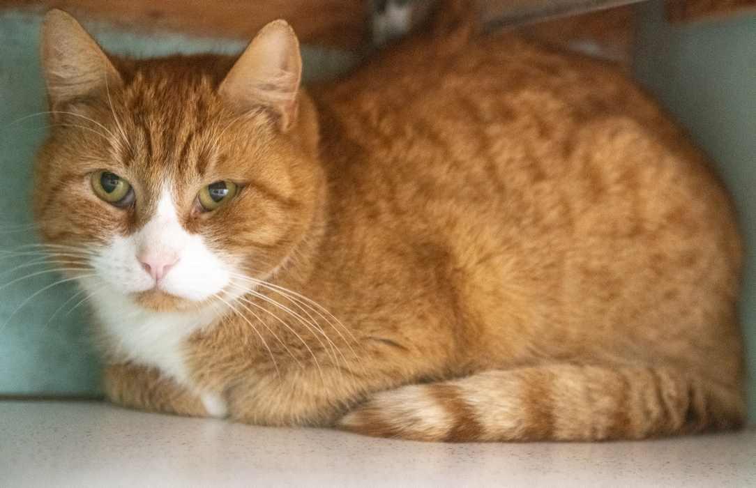 Enlarge SPENCER, a ADOPTABLE Domestic Short Hair in Sequim, WA image 3/6