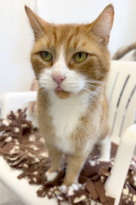 Enlarge SPENCER, a ADOPTABLE Domestic Short Hair in Sequim, WA image 2/6