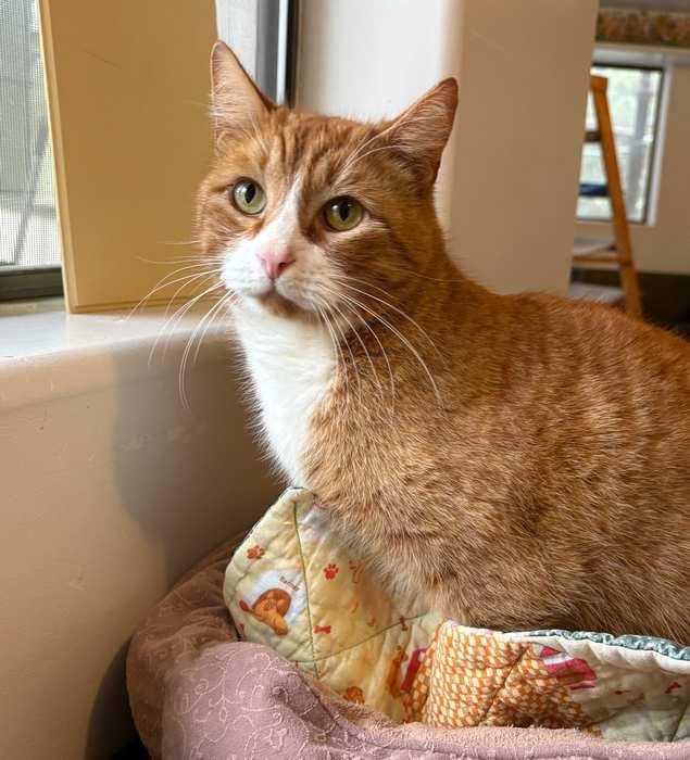 Enlarge SPENCER, a ADOPTABLE Domestic Short Hair in Sequim, WA image 5/6