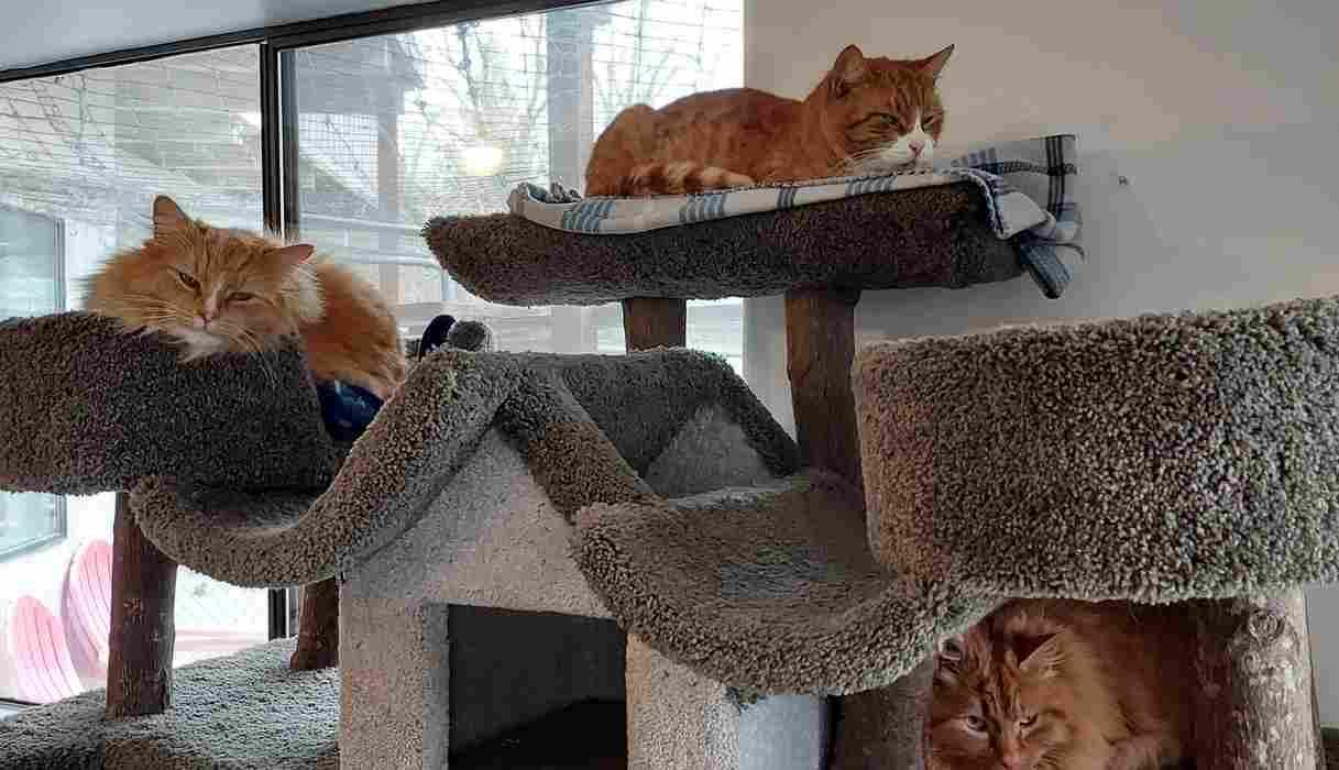 Enlarge SPENCER, a ADOPTABLE Domestic Short Hair in Sequim, WA image 6/6