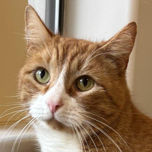 Enlarge SPENCER, a ADOPTABLE Domestic Short Hair in Sequim, WA image 1/6