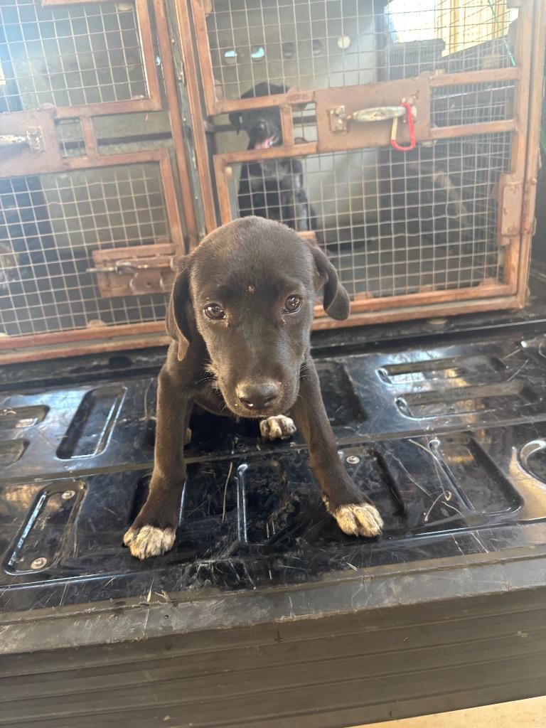 Katy, Adoptable, Puppy Female Labrador Retriever & Cattle Dog.