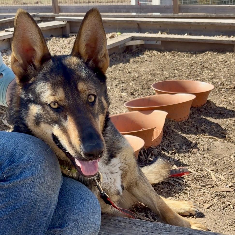 Enlarge Gema, a Adoptable German Shepherd Dog in Valley Center, KS image 2/6