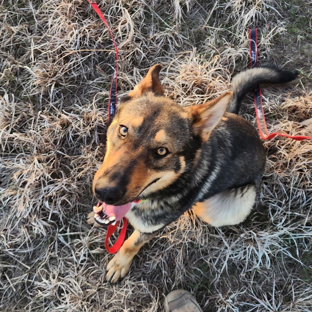 Enlarge Gema, a Adoptable German Shepherd Dog in Valley Center, KS image 3/6