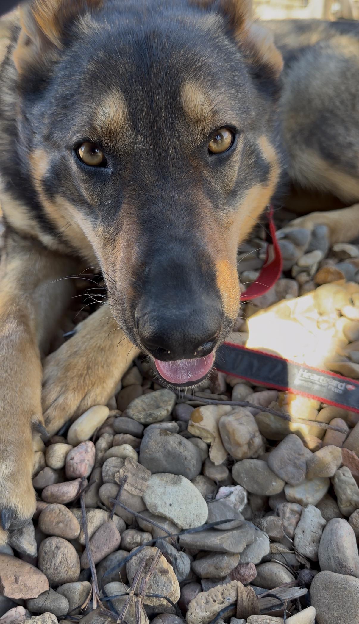 Enlarge Gema, a Adoptable German Shepherd Dog in Valley Center, KS image 4/6