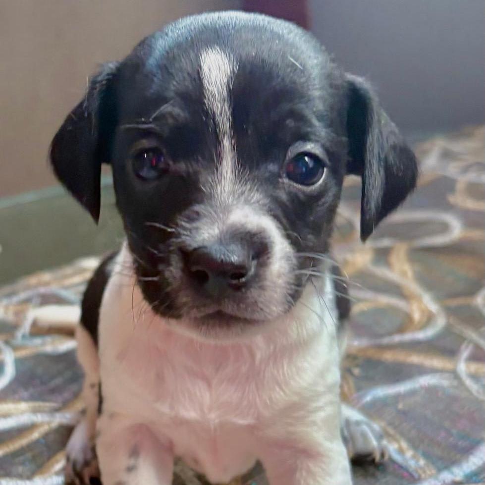 Robin, Adoptable, Puppy Male Chihuahua & Jack Russell Terrier.