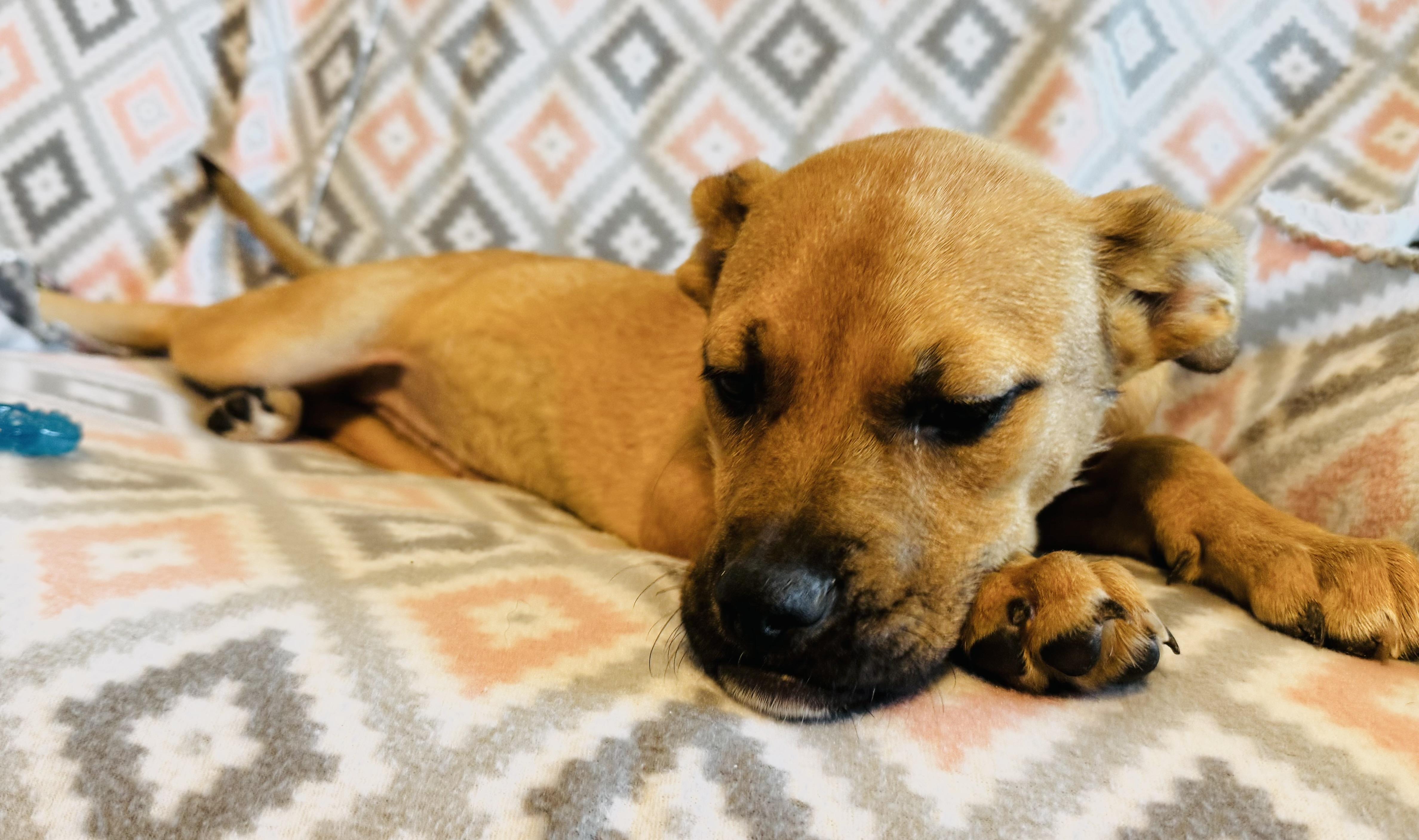 Molly, a Adopted mixed breed in Center valley, PA image 3/6