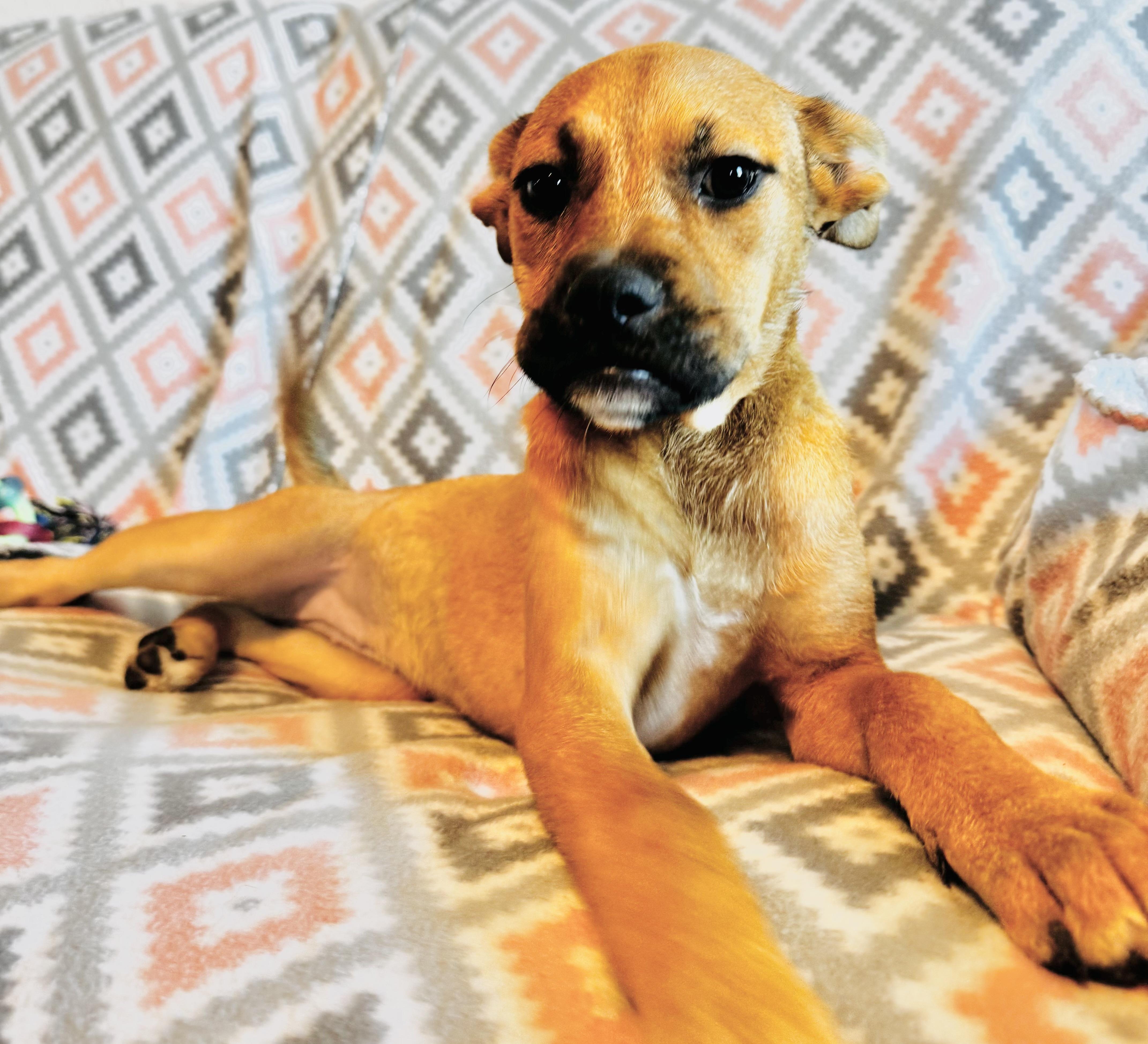 Molly, a Adopted mixed breed in Center valley, PA image 4/6