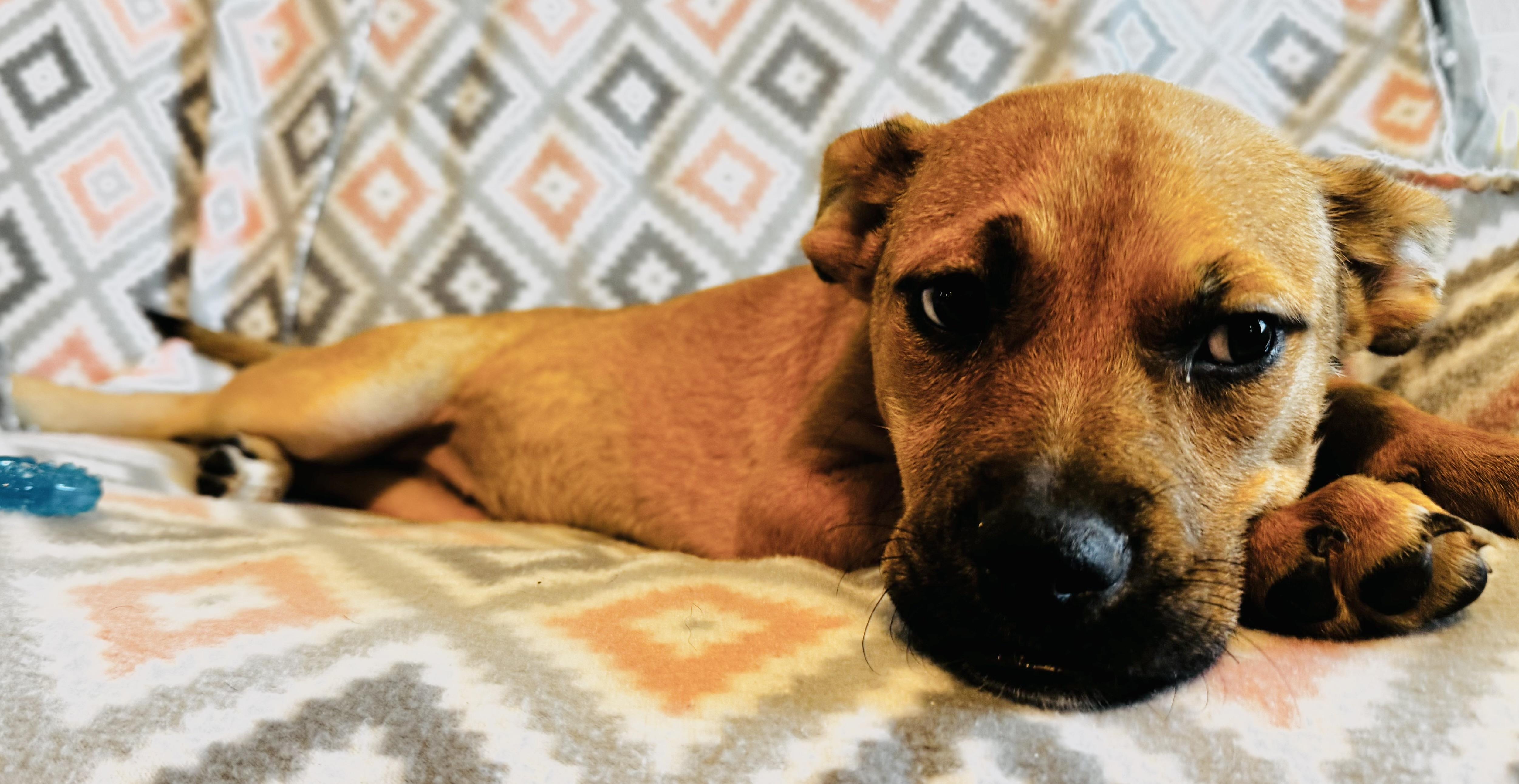 Molly, a Adopted mixed breed in Center valley, PA image 6/6