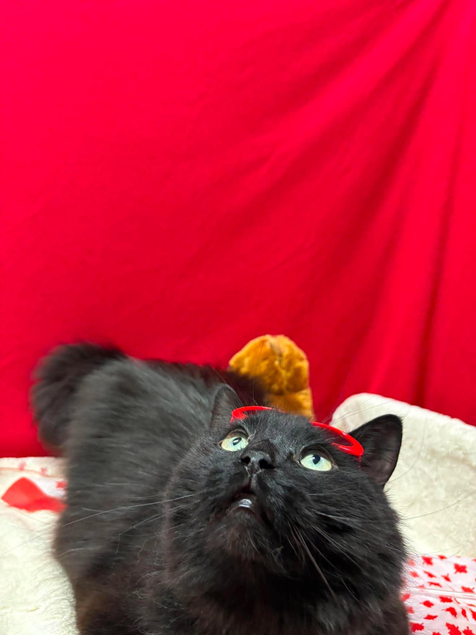 LOKI, an adopted Domestic Long Hair in Tillsonburg, ON image 2/2
