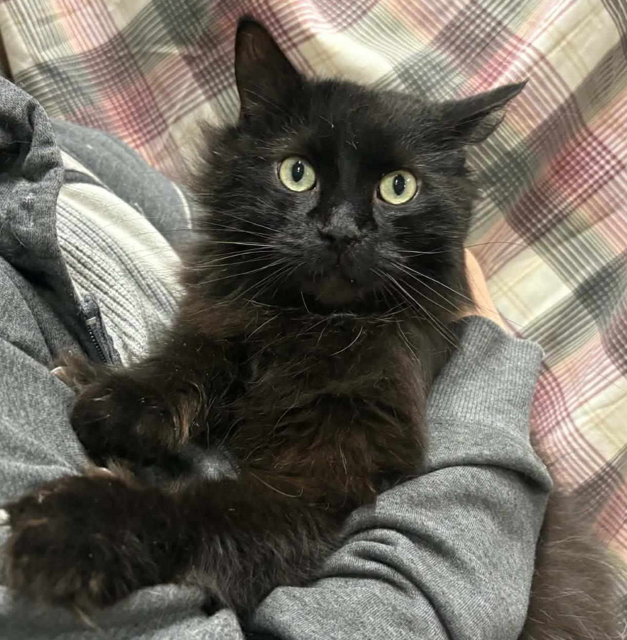 LOKI, an adopted Domestic Long Hair in Tillsonburg, ON image 1/2