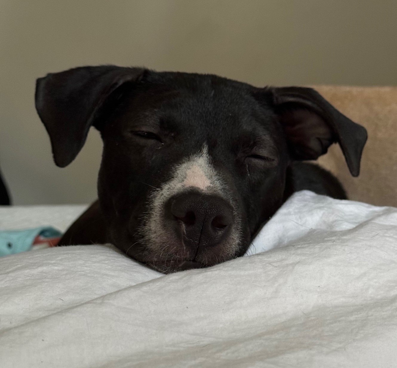 Ellie Mae photo 2