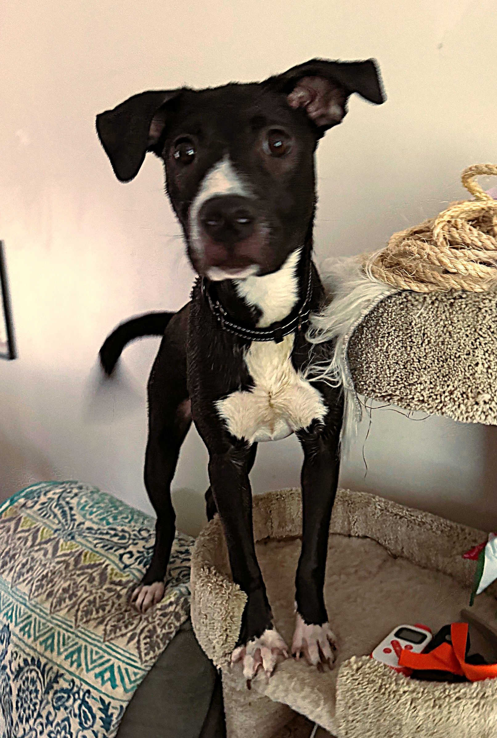 Ellie Mae