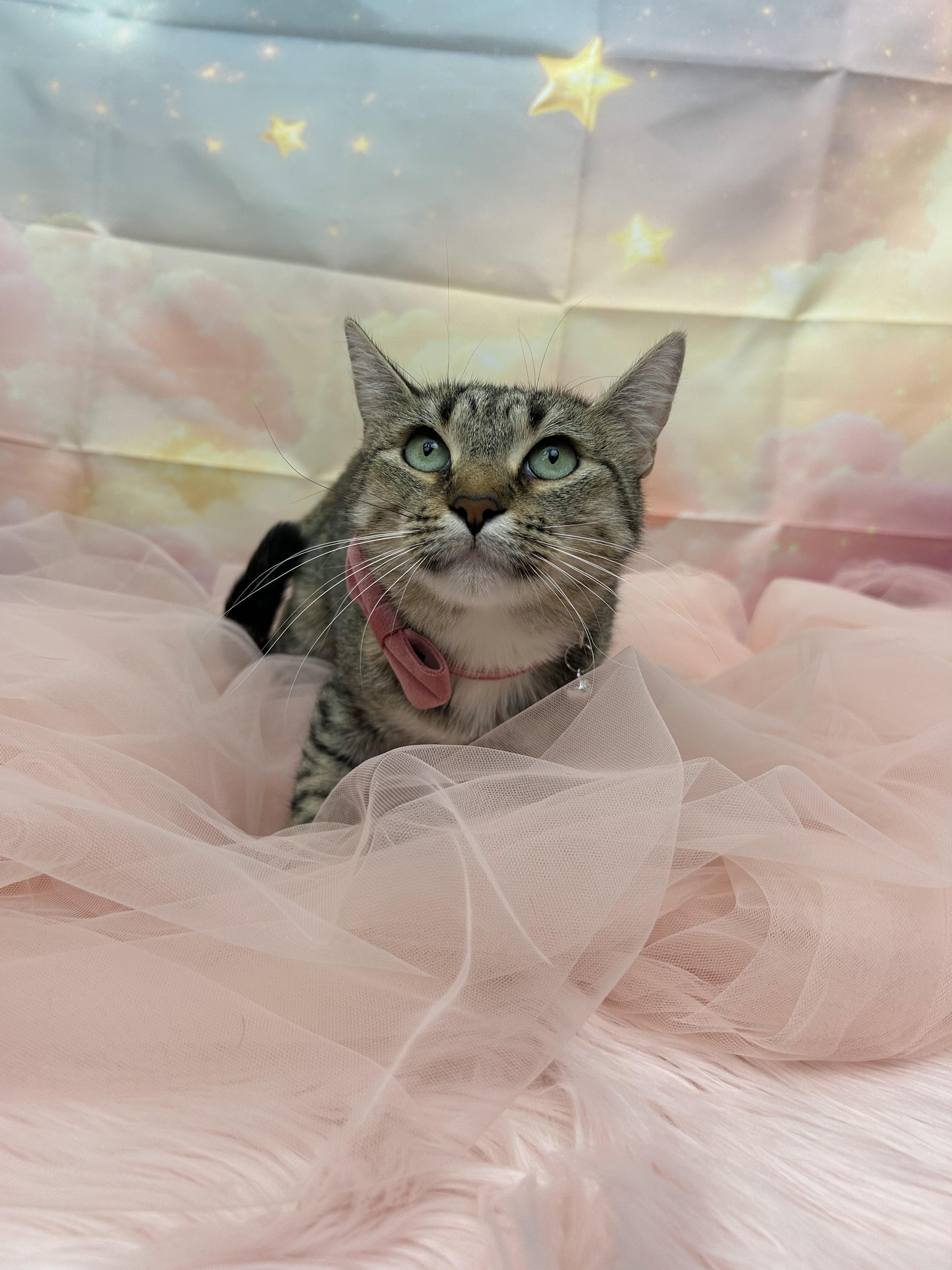 Bud & Sissy, a ADOPTABLE Domestic Short Hair in Webster, TX image 4/6