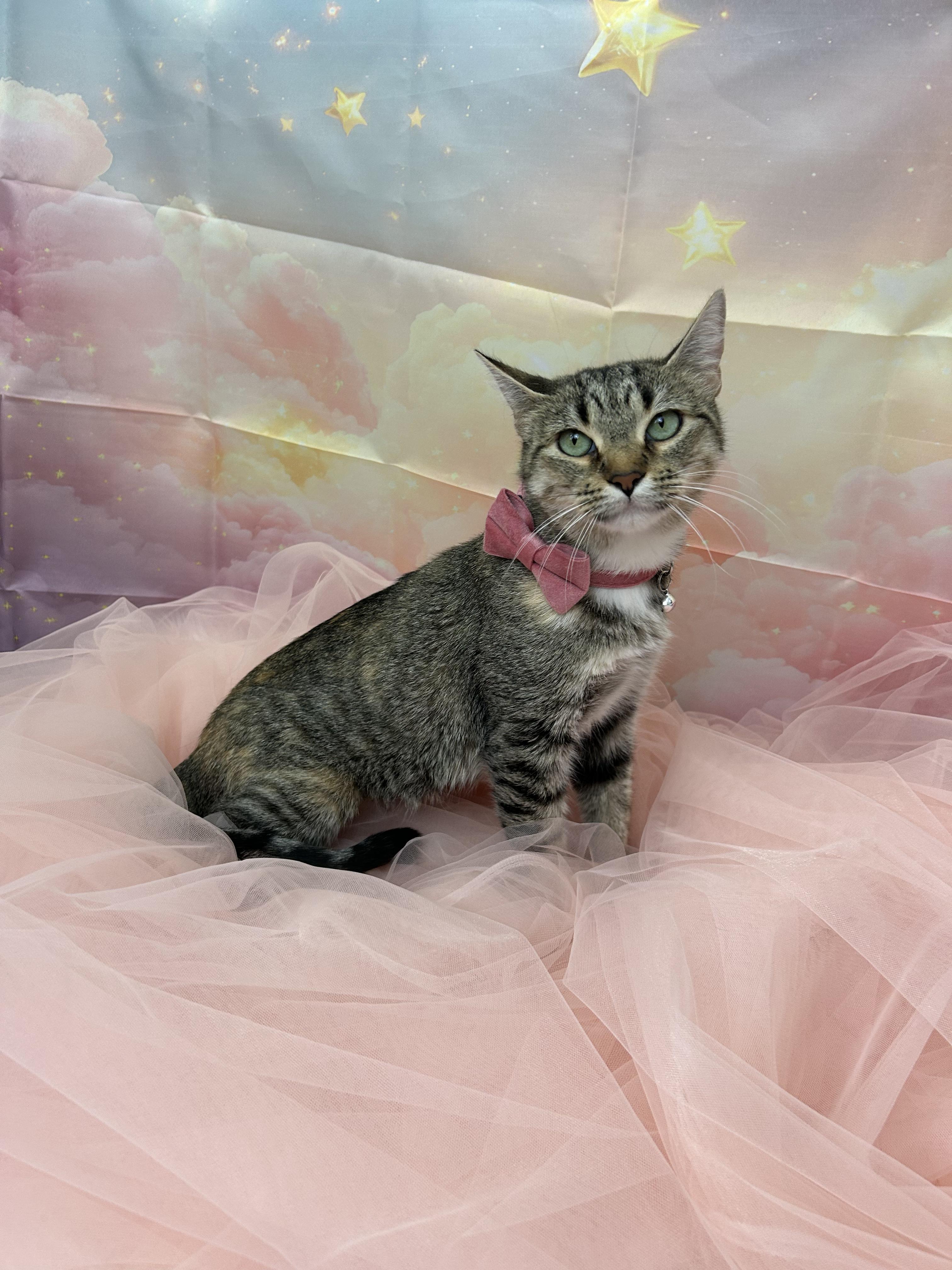 Bud & Sissy, a ADOPTABLE Domestic Short Hair in Webster, TX image 6/6