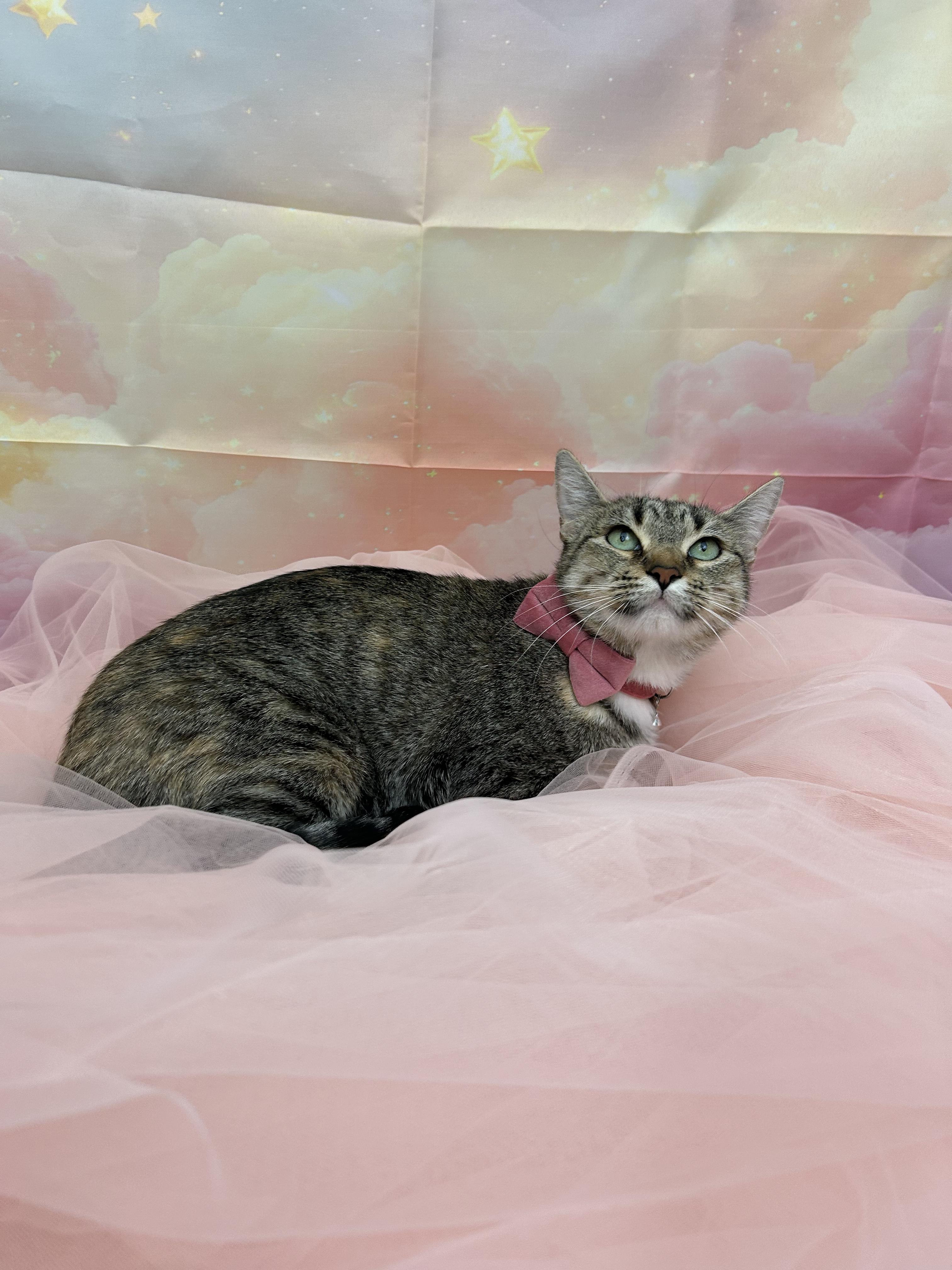 Bud & Sissy, a ADOPTABLE Domestic Short Hair in Webster, TX image 2/6