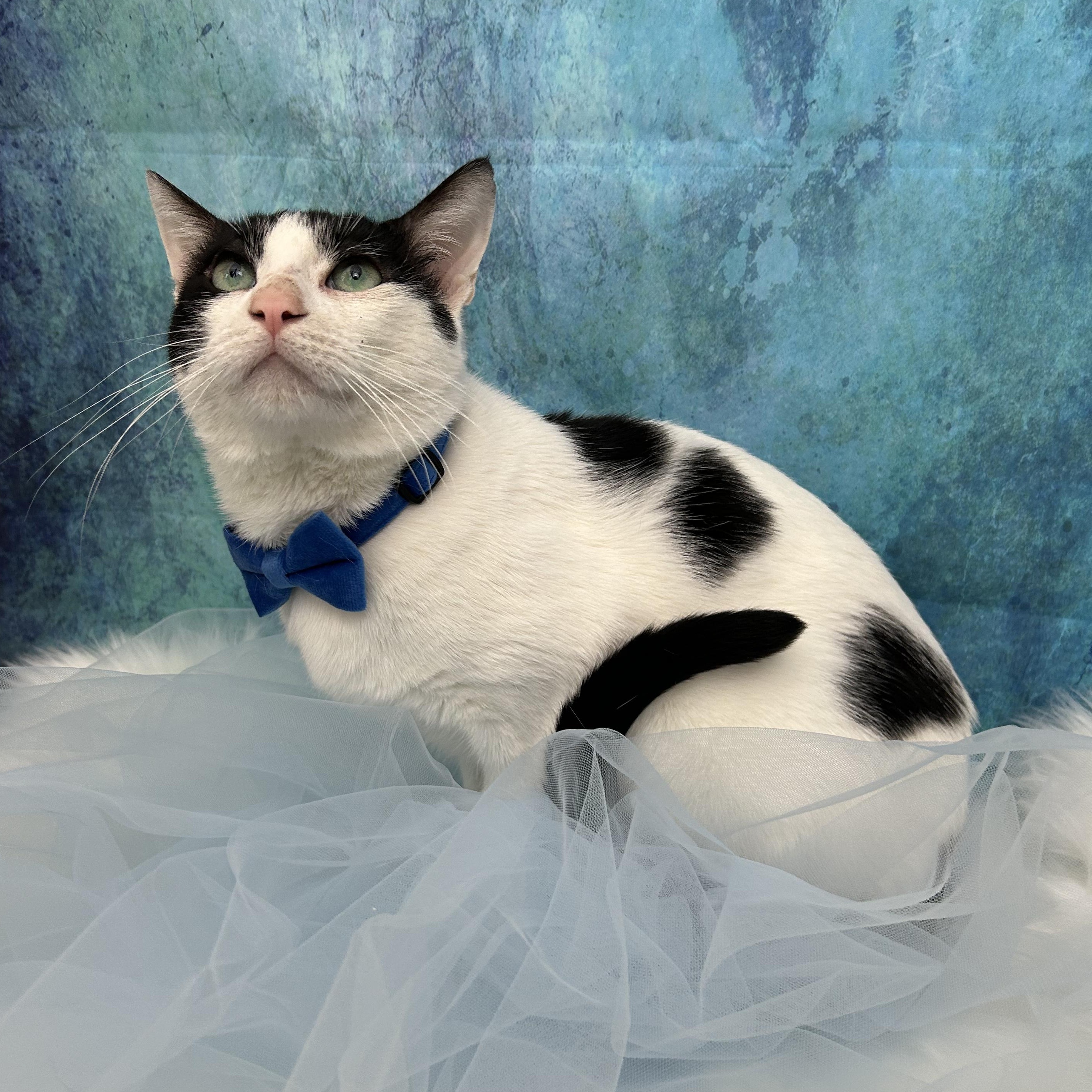 Bud & Sissy, a ADOPTABLE Domestic Short Hair in Webster, TX image 1/6