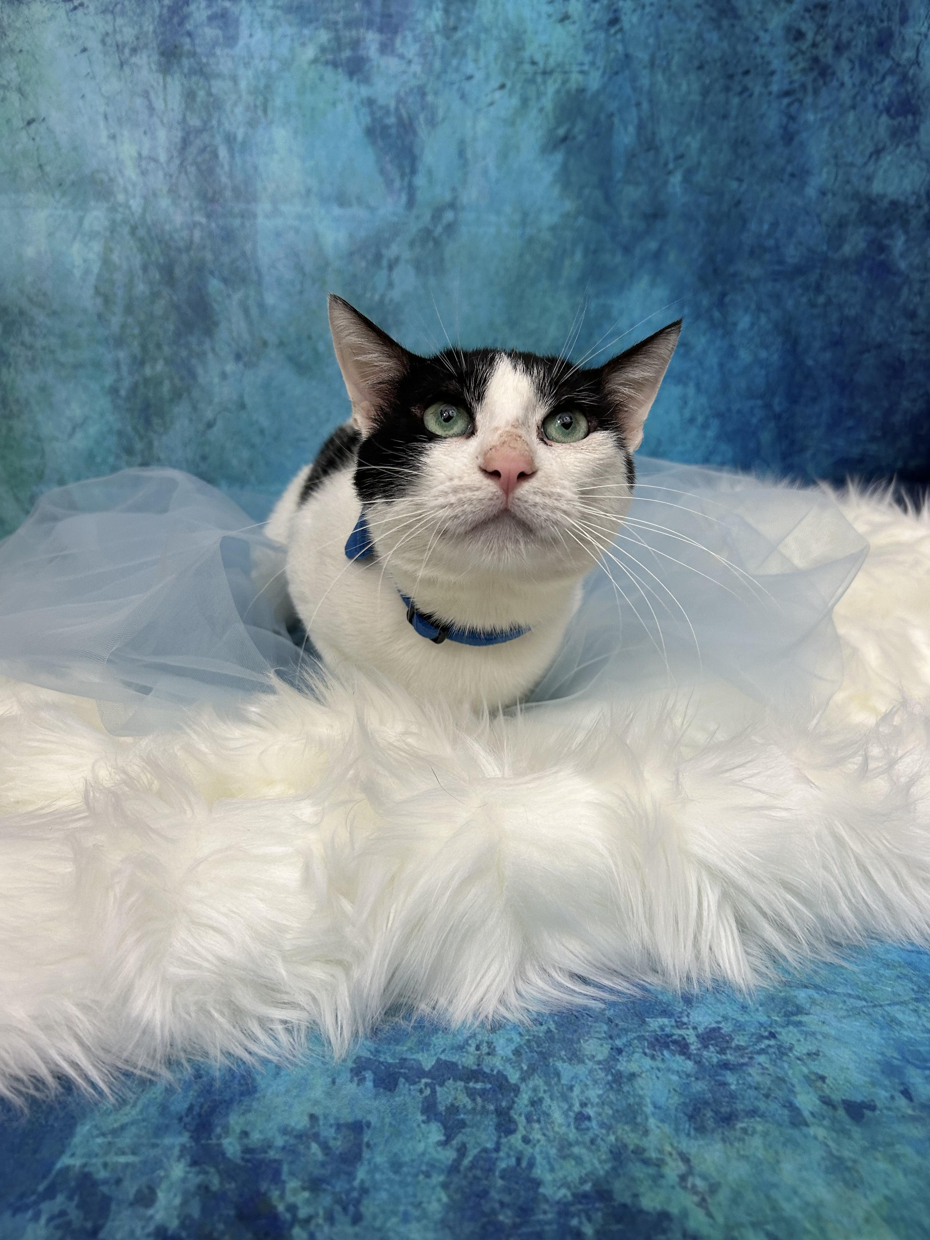 Bud & Sissy, a ADOPTABLE Domestic Short Hair in Webster, TX image 3/6