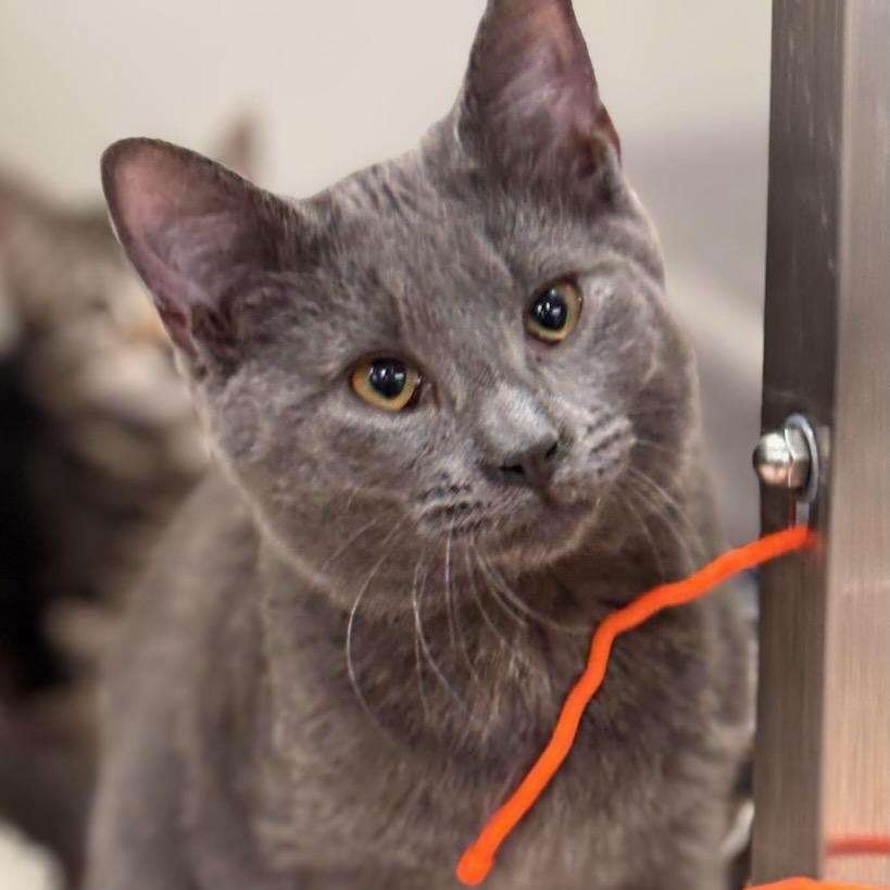 Eggroll, adopted, Kitten Male Domestic Short Hair.