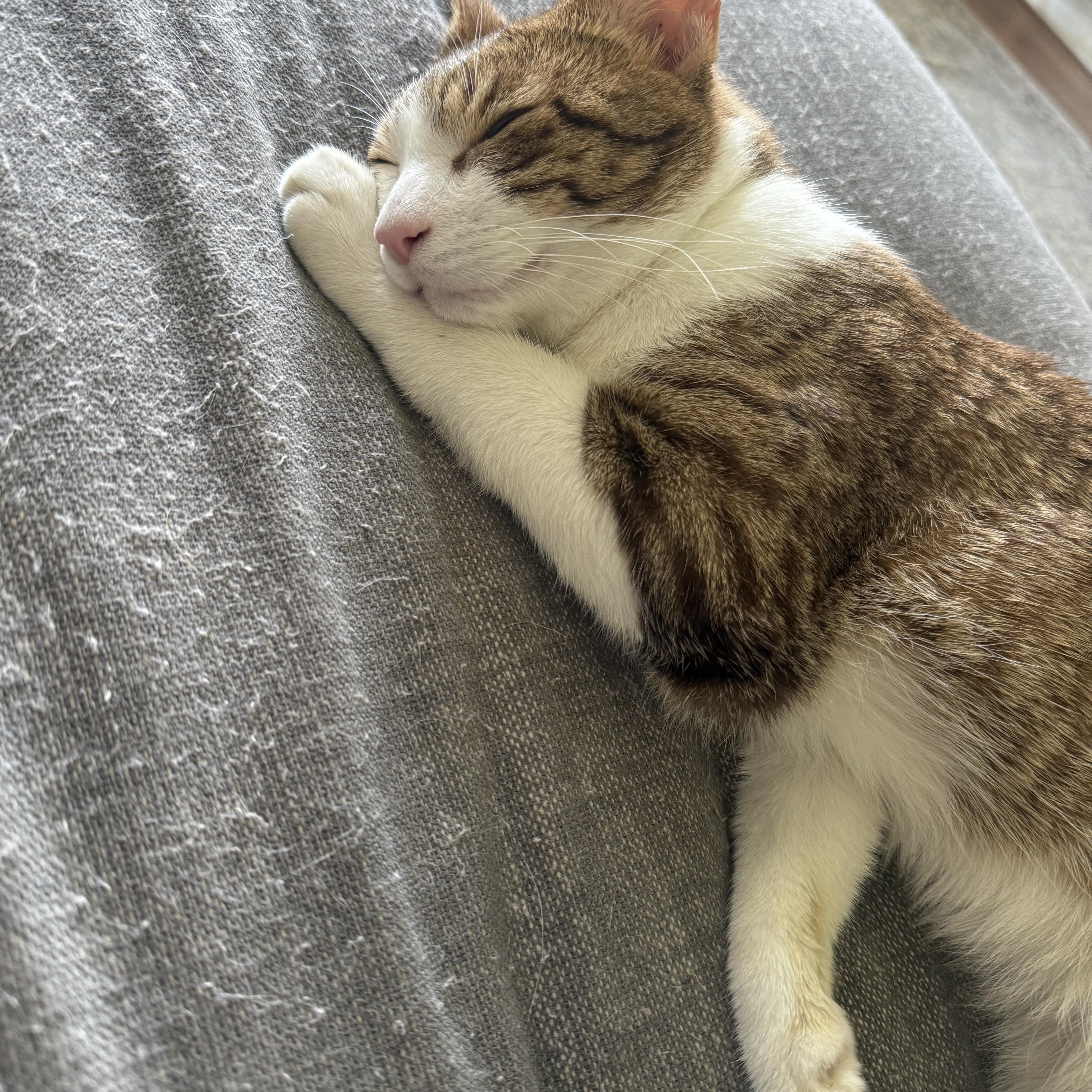 Enlarge Summit, a ADOPTABLE Domestic Short Hair in Norwalk, CT image 2/4