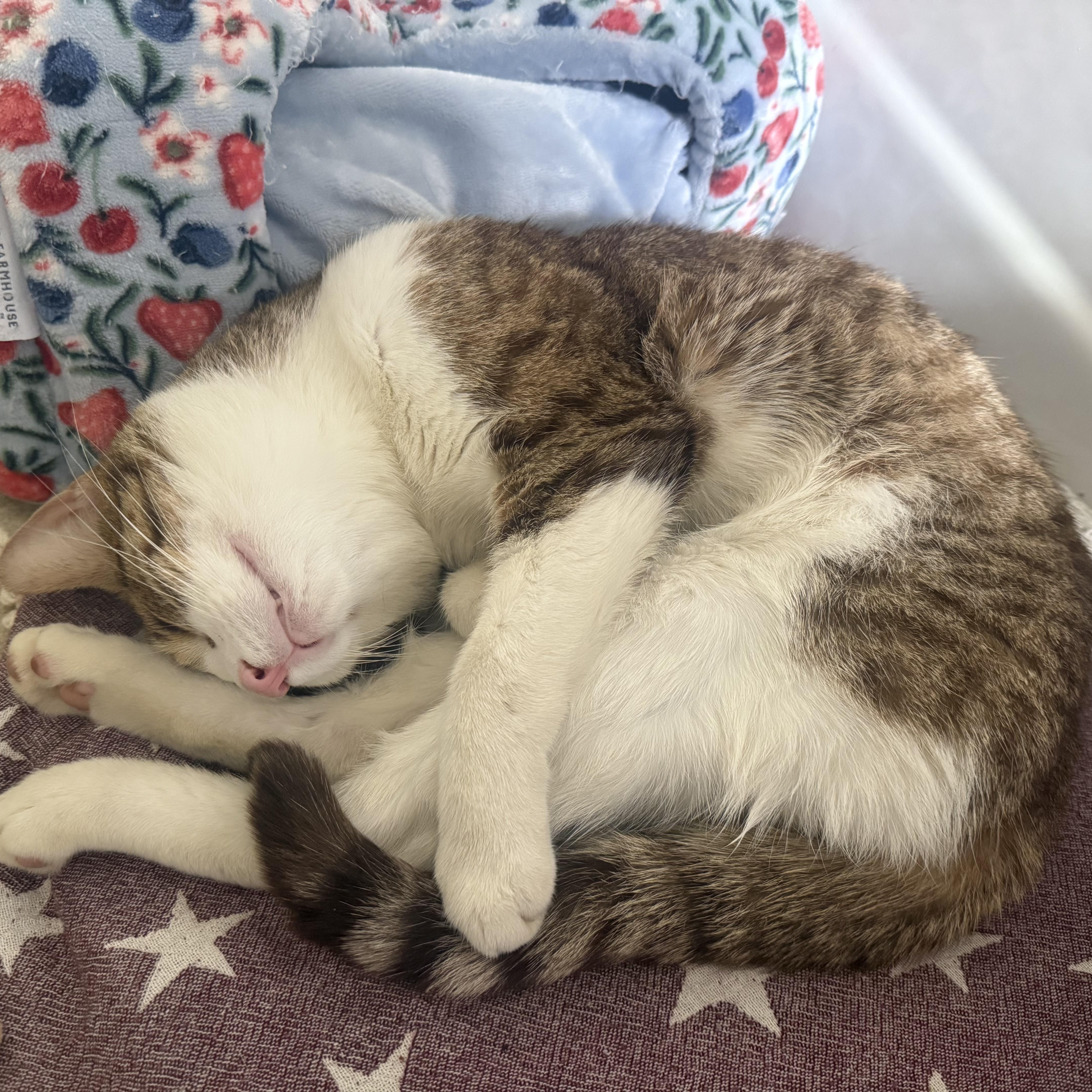 Enlarge Summit, a ADOPTABLE Domestic Short Hair in Norwalk, CT image 4/4
