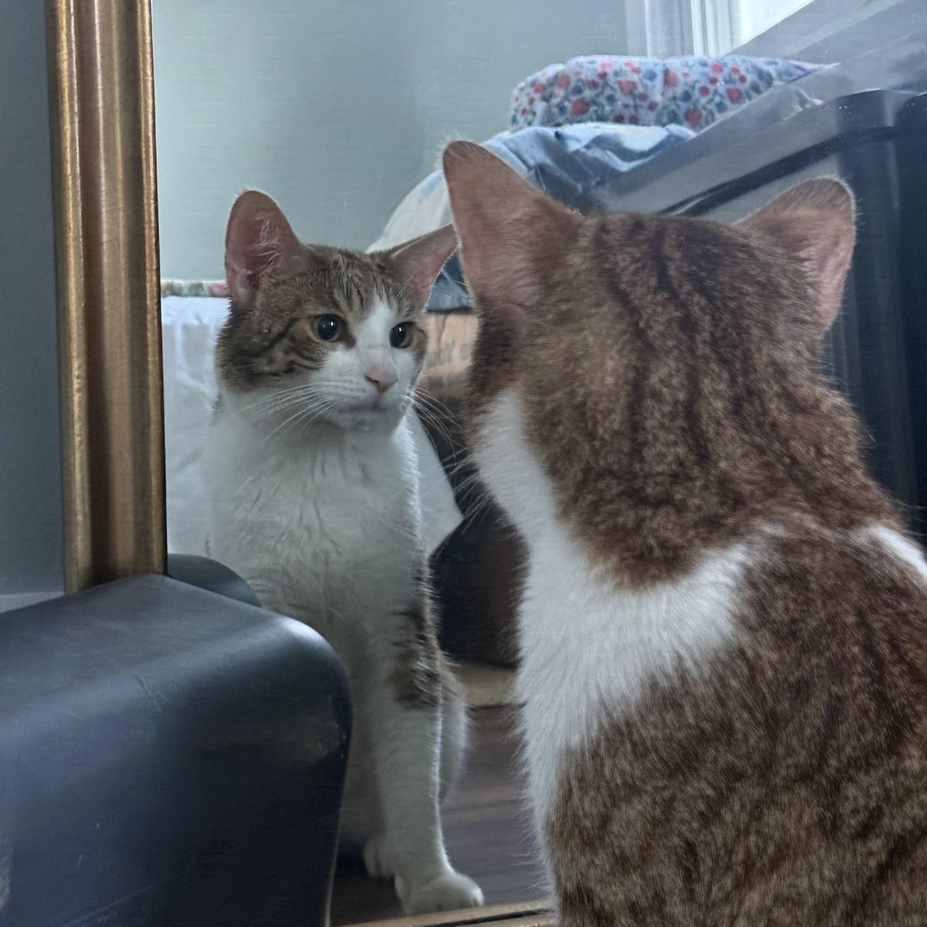 Summit, ADOPTABLE, Young Male Domestic Short Hair.