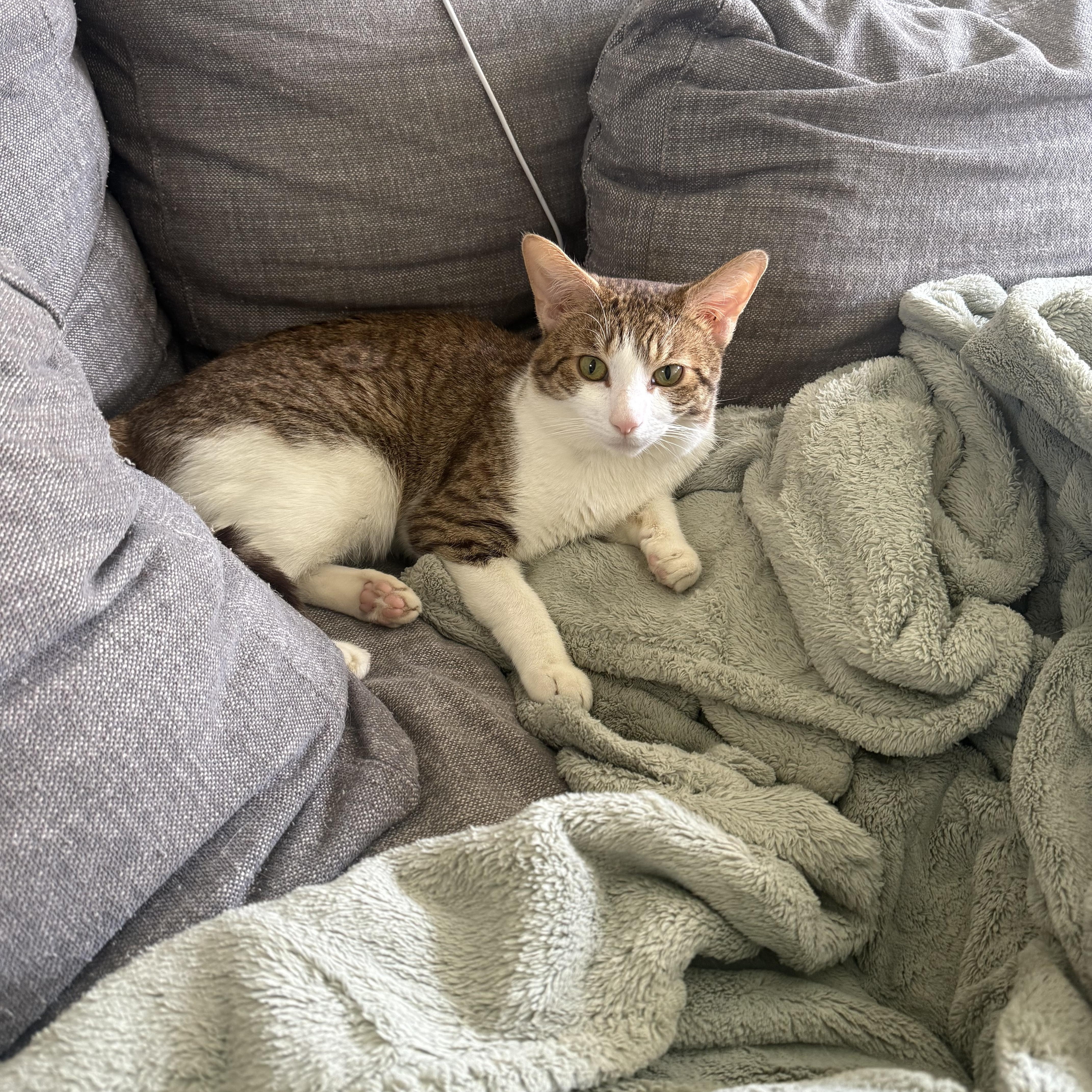 Enlarge Summit, a ADOPTABLE Domestic Short Hair in Norwalk, CT image 3/4