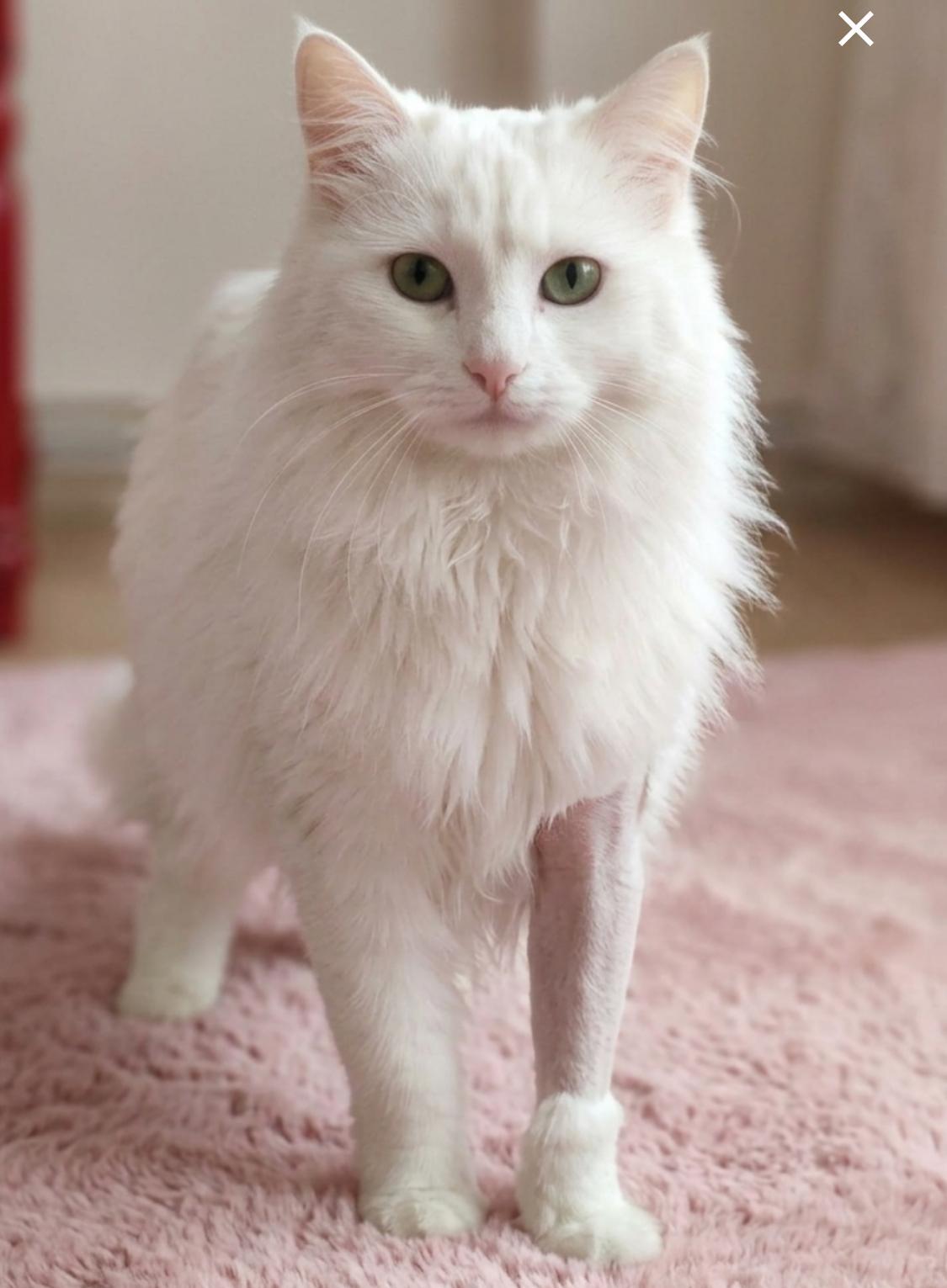 Enlarge Pamuk, a Adoptable Turkish Angora in Annapolis, MD image 3/5