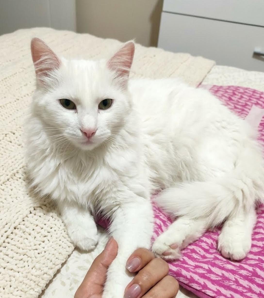 Enlarge Pamuk, a Adoptable Turkish Angora in Annapolis, MD image 5/5