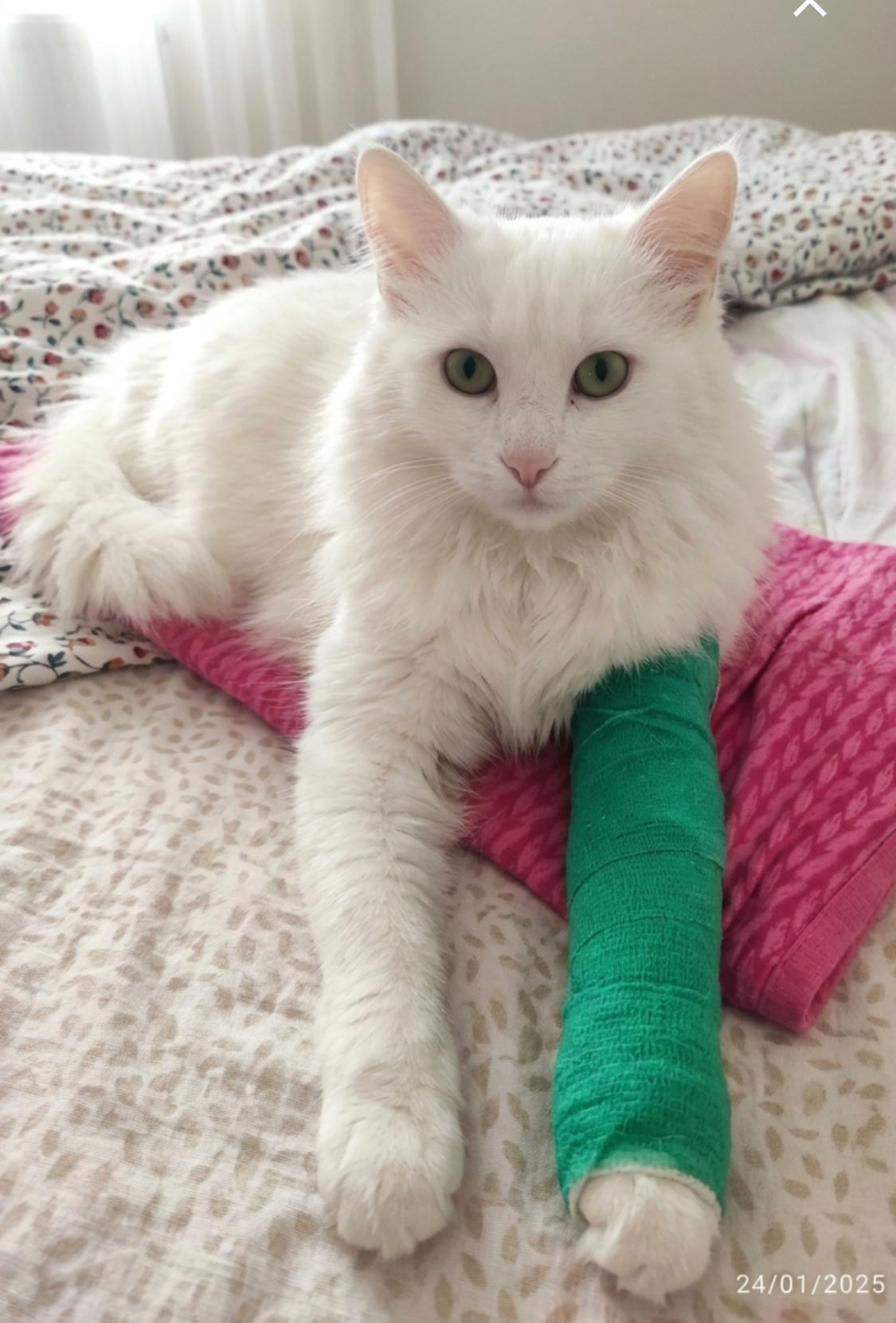 Enlarge Pamuk, a Adoptable Turkish Angora in Annapolis, MD image 2/5