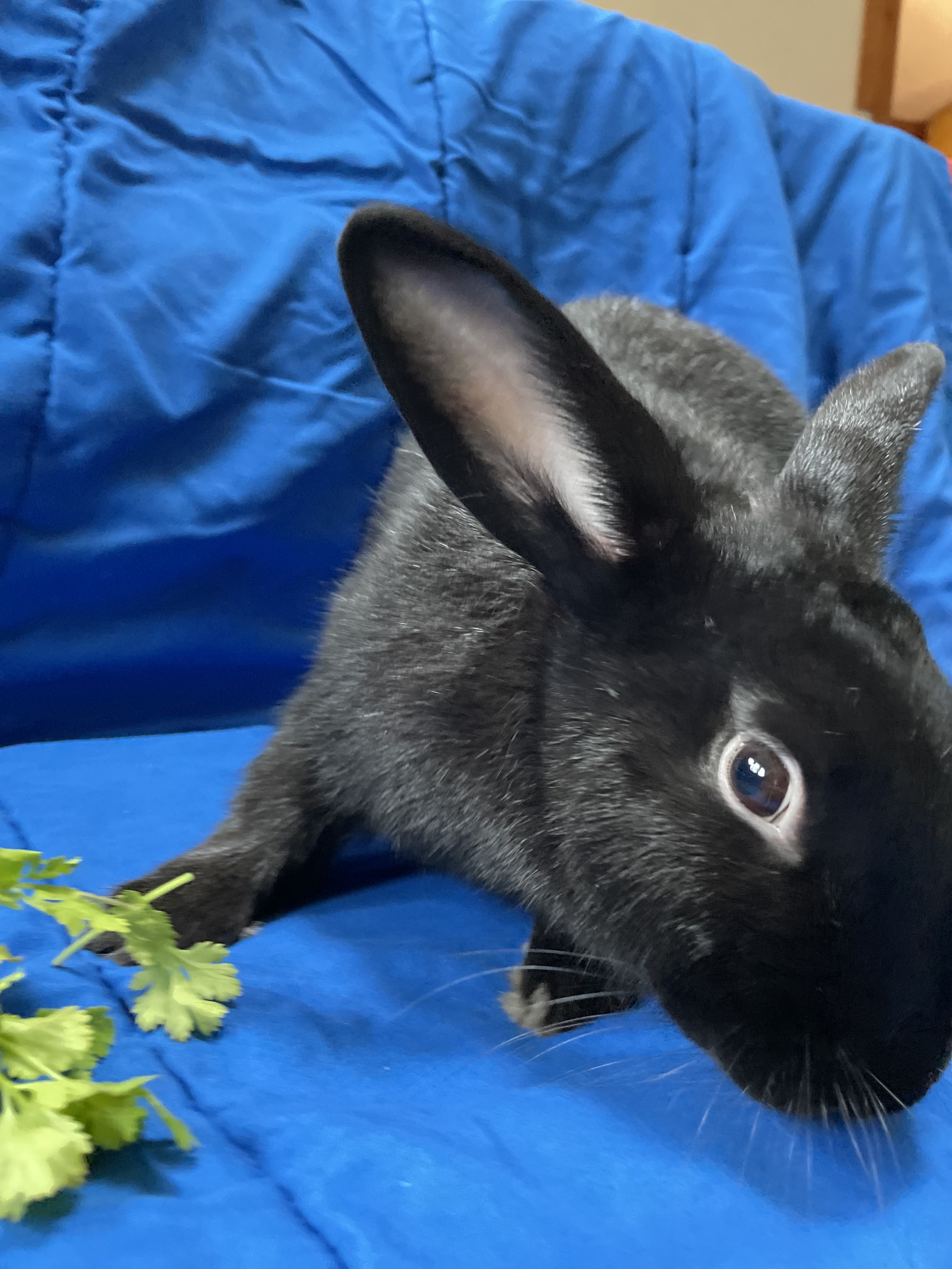 Roo, an adopted American Mix in Vacaville, CA_image-1