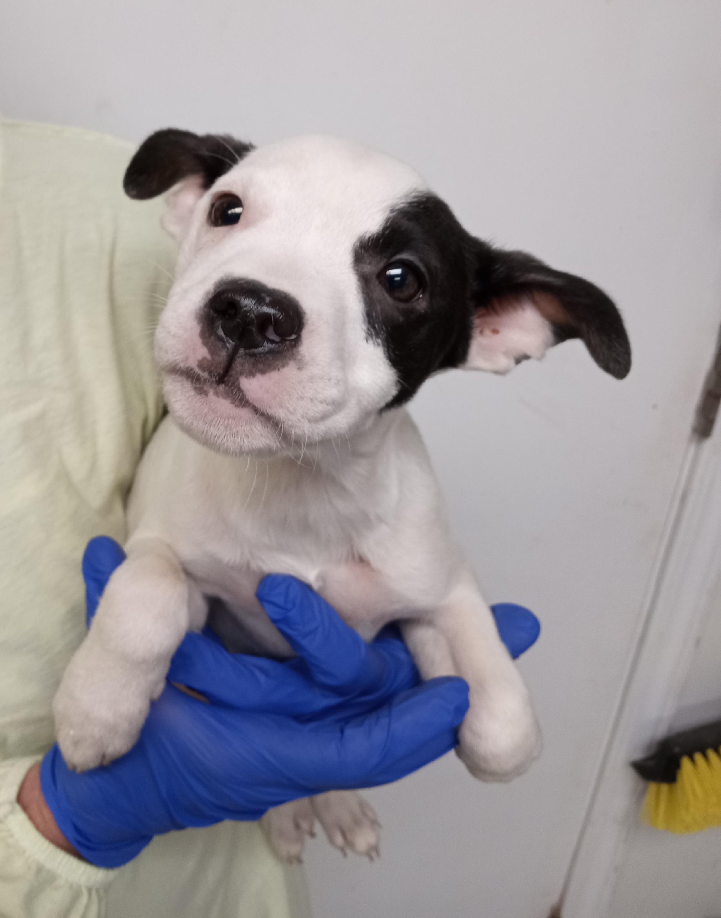 Oakley, ADOPTABLE, Puppy Male Jack Russell Terrier & Terrier.