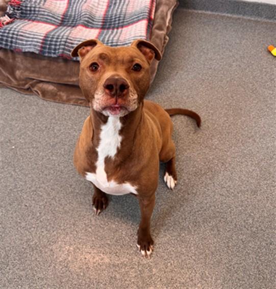 Enlarge OLIVE, a Adoptable mixed breed in Toledo, OH image 1/1